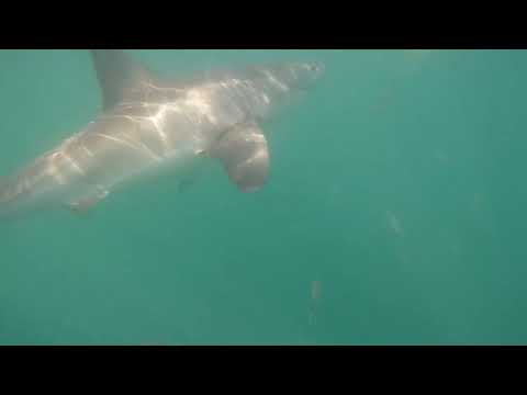 Great White Shark Clips 21/11/2023 1pm Trip