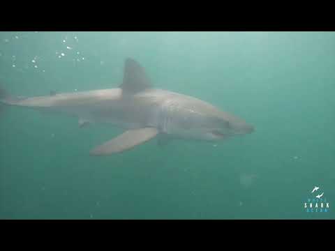Great White Shark Clips 01/05/2023 8am Trip