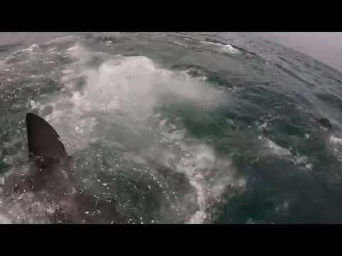 Great White Shark Clips 24/11/2023 12pm Trip