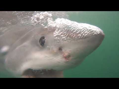 Great White Shark Clips 23/04/2023 8am Trip