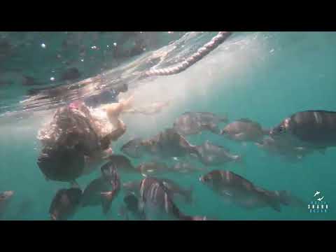 Great White Shark Clips 29/11/2023  9am Trip