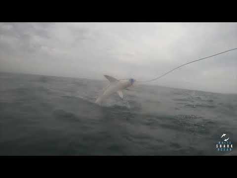 Great White Shark Clips 17/11/2023 1pm Trip