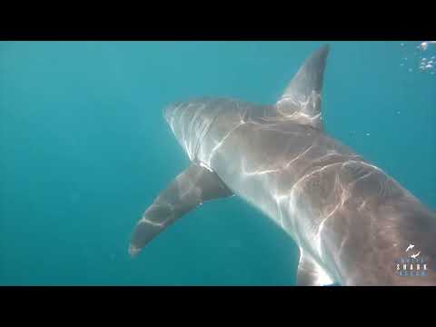 Great White Shark Clips 23/12/2023 11am Trip