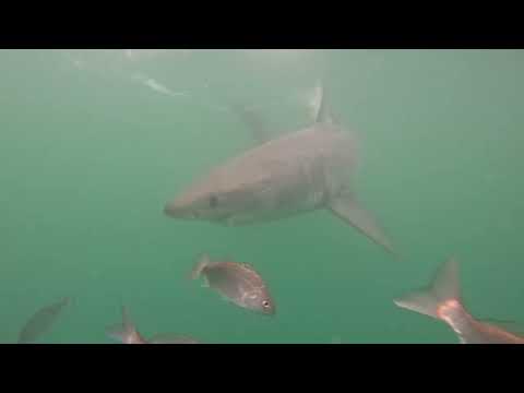 Great White Shark Clips 23/03/2023 9am Trip