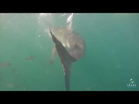 Great White Shark Clips 09/04/2024 1pm Trip
