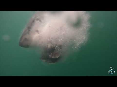Great White Shark Clips 11/05/2023 8am Trip