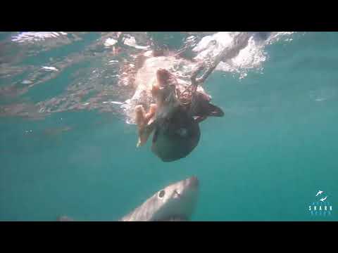 Great White Shark Clips 23/11/2023 8am Trip