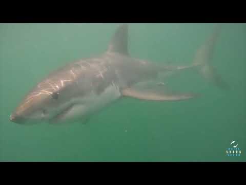 Great White Shark Clips 13/11/2023 11am Trip