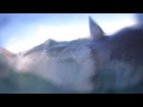 Great White Shark Clips 27/04/2023 8am Trip