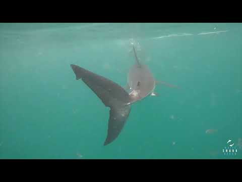 Great White Shark Clips 11/11/2023 8AM Trip