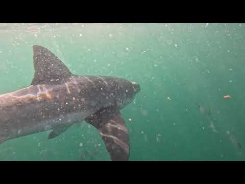 Great White Shark Clips 10/03/2024 2pm Trip