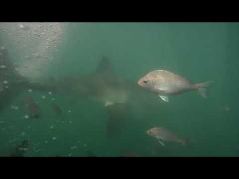 Great White Shark Clips 23/04/2023 12pm Trip