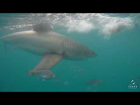 Great White Shark Clips 04/12/2023 9am Trip