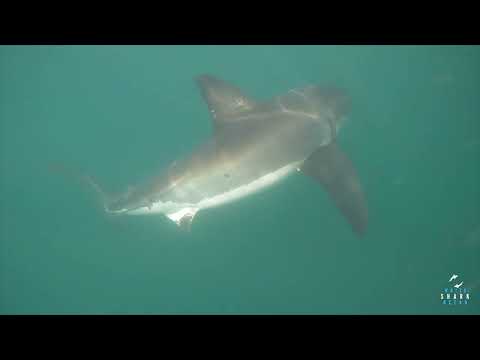 Great White Shark Clips 27/04/2023 8am Trip