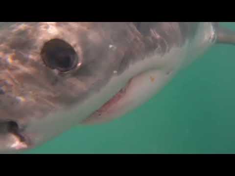Great White Shark Clips 21/12/2023 11am Trip