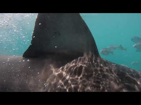 Great White Shark Clips 26/11/2023 8am Trip