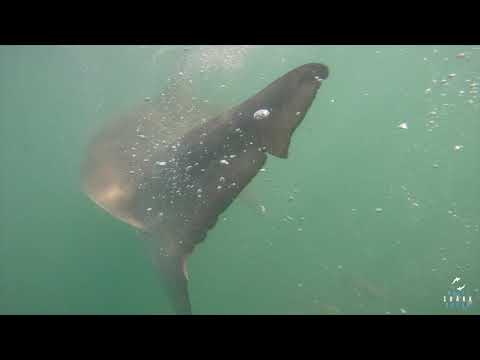 Great White Shark Clips 23/04/2023 12pm Trip
