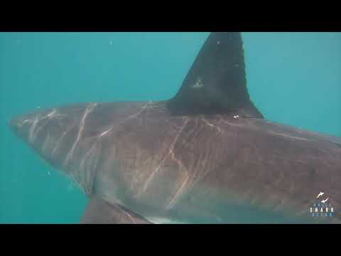 Great White Shark Clips 17/12/2023 12pm Trip