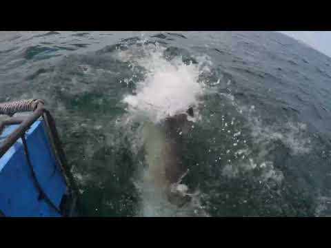 Great White Shark Clips 18/11/2023 12pm Trip