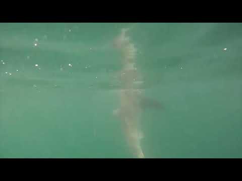 Great White Shark Clips 28/04/2023 12pm Trip