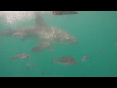 Great White Shark Clips 21/11/2023 9am Trip