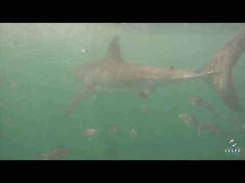 Great White Shark Clips 12/11/2023 9am Trip