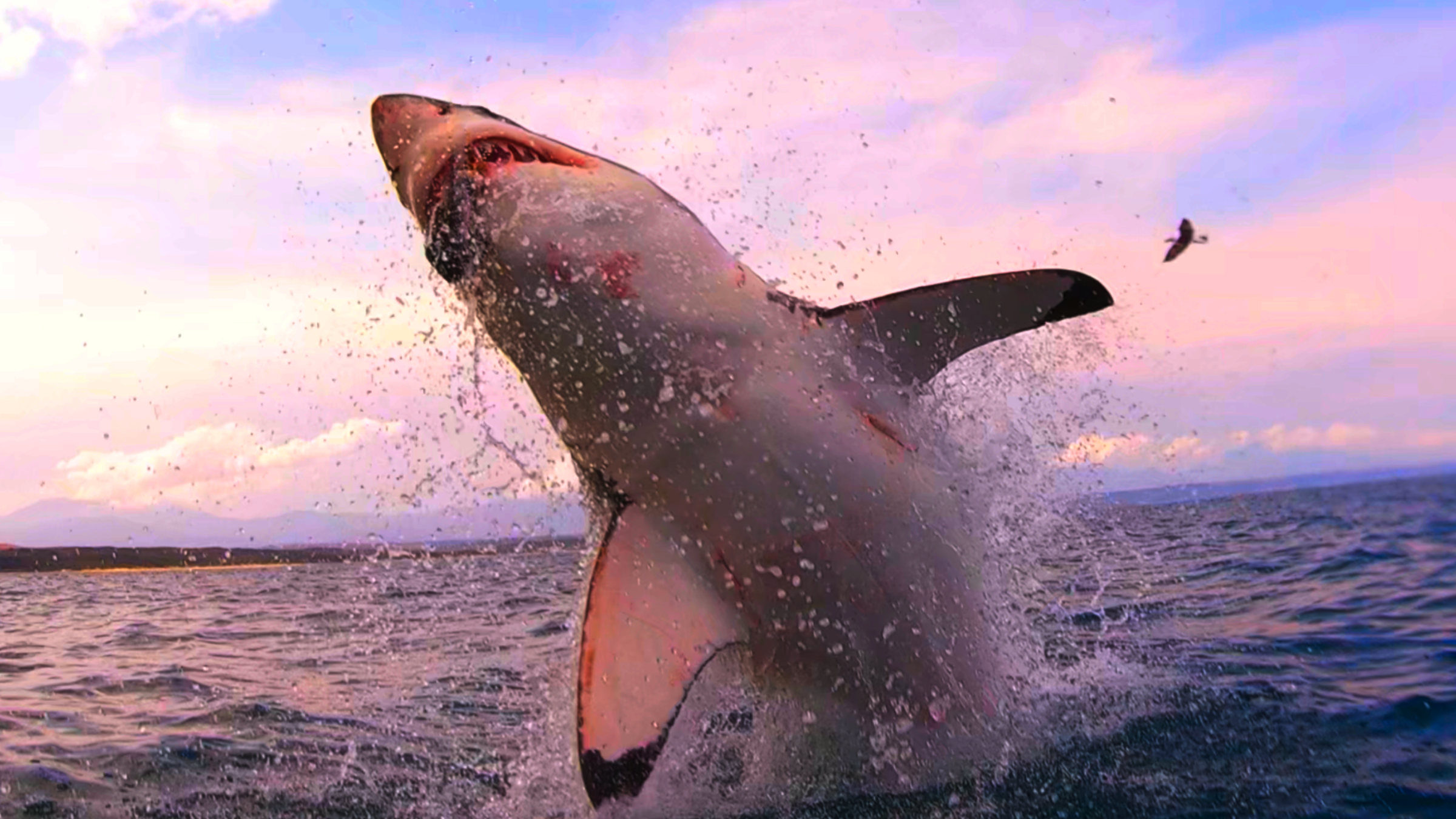 Great White Shark Program, Great White Shark Breaching "white shark ocean"