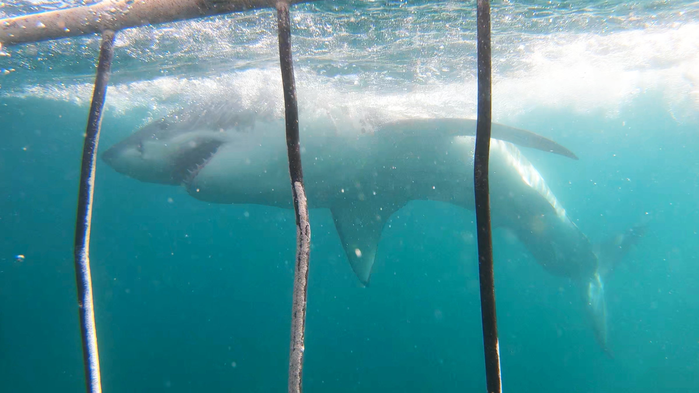 Great White Shark Program, Great White Shark Cage Diving "white shark ocean"