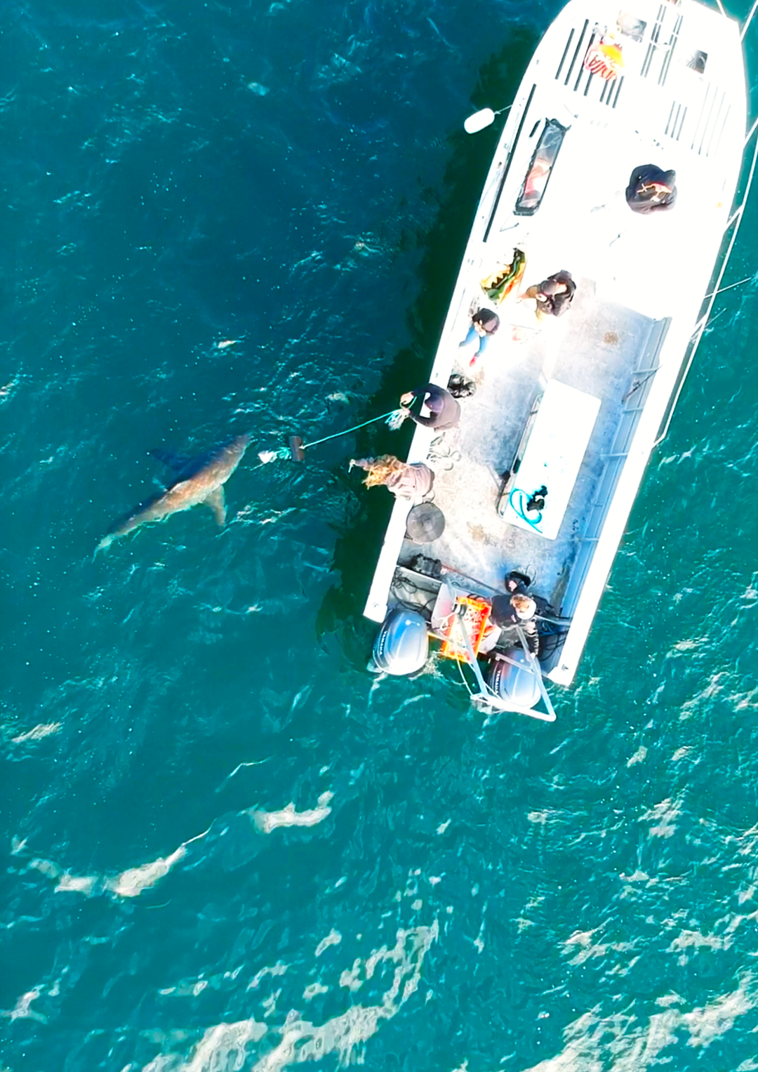 Great White Shark Program, chum trip "white shark ocean"