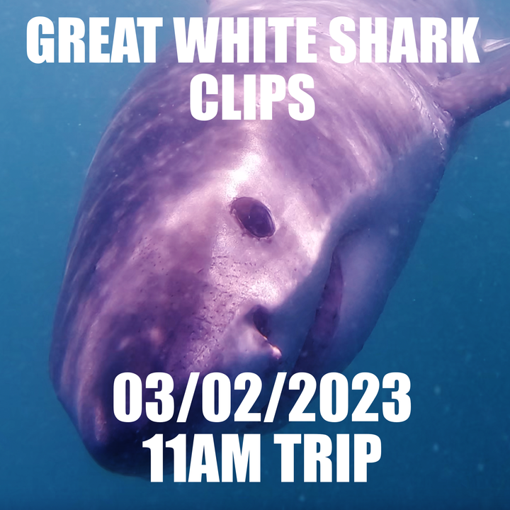 Great White Shark Clips 03/02/2023 11am Trip
