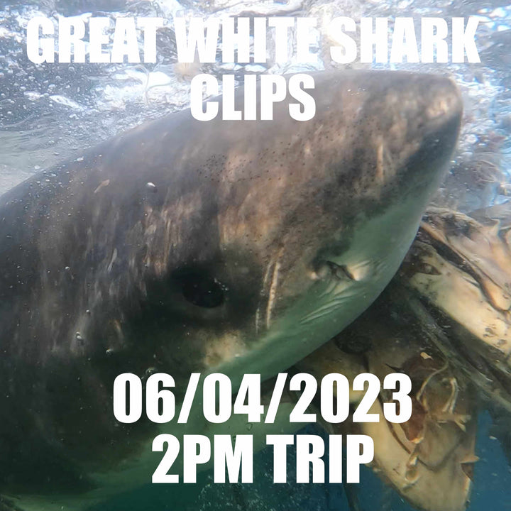 Great White Shark Clips 06/04/2023 2pm Trip