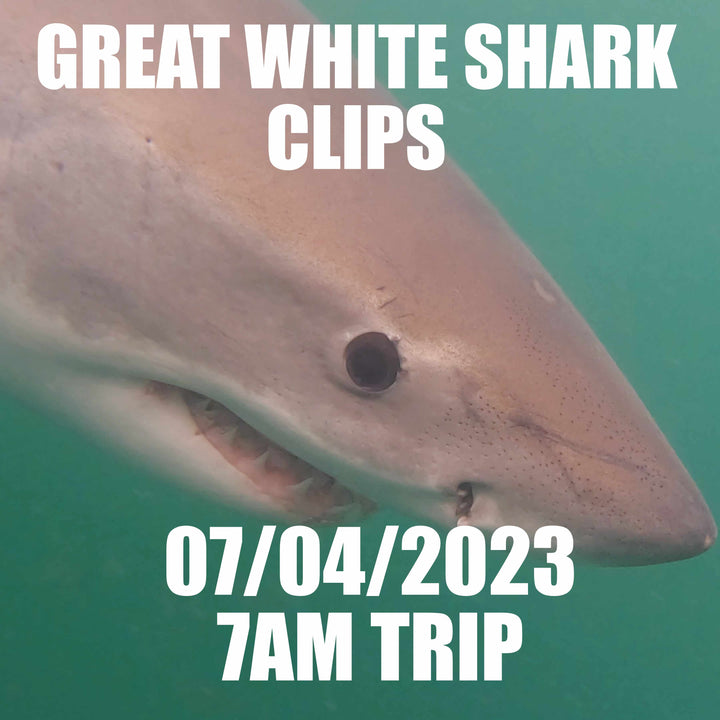 Great White Shark Clips 07/04/2023 7am Trip