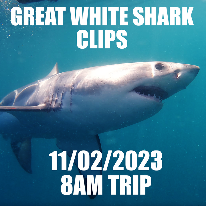 Great White Shark Clips 11/02/2023 8am Trip