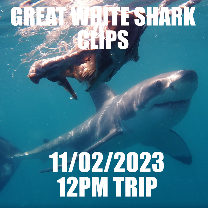 Great White Shark Clips 11/02/2023 12pm Trip