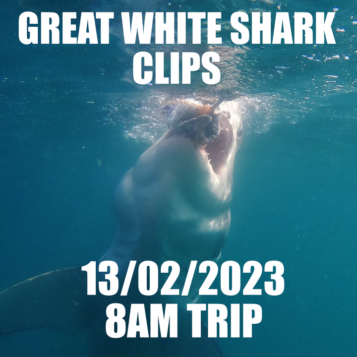 Great White Shark Clips 13/02/2023 8am Trip