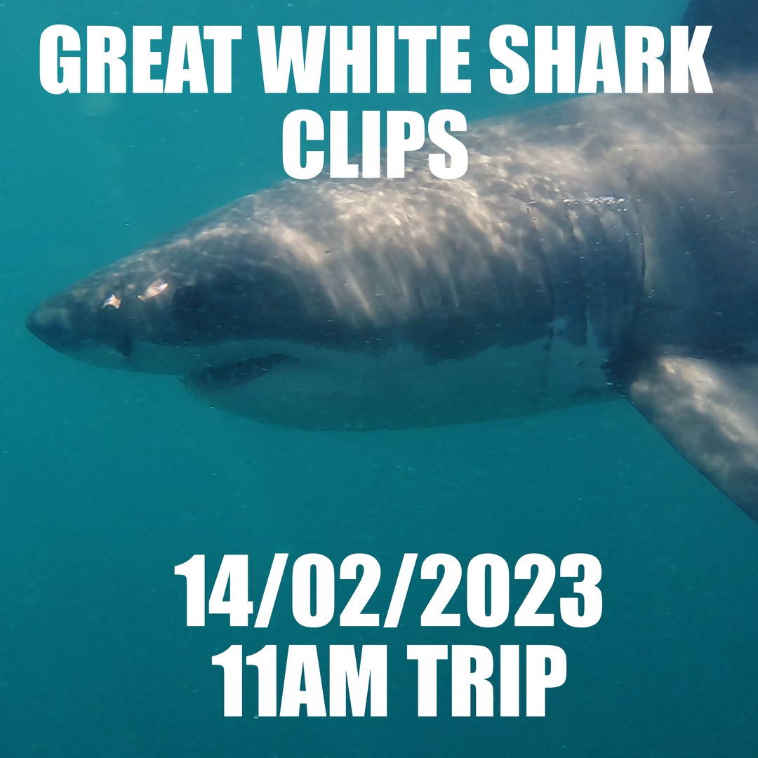 Great White Shark Clips 14/02/2023 11am Trip