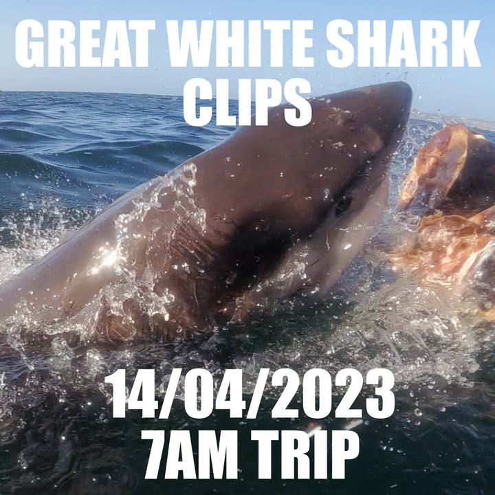 Great White Shark Clips 14/04/2023 7am Trip