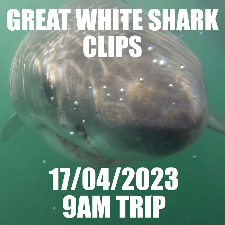 Great White Shark Clips 17/04/2023 9am Trip