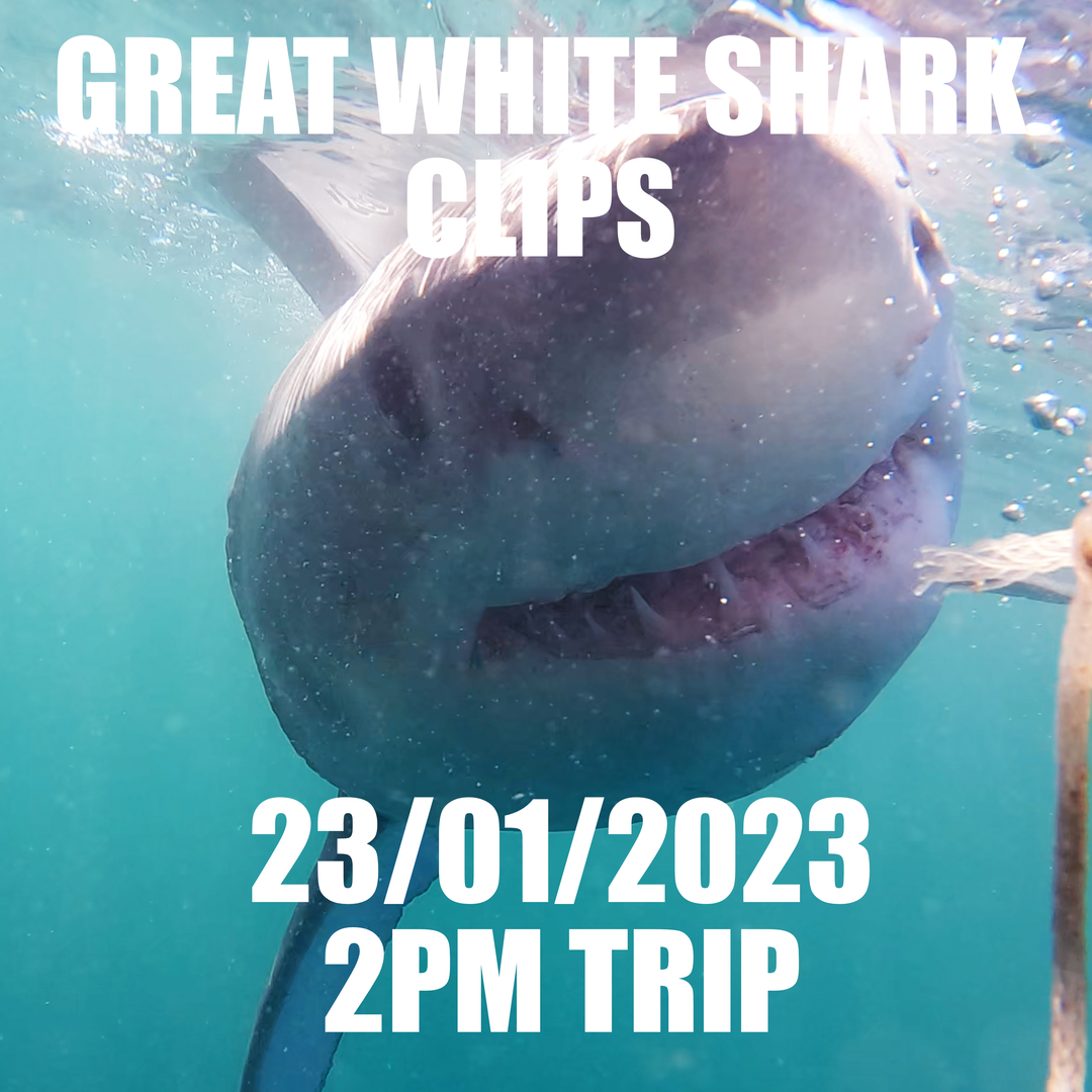 great white shark clips