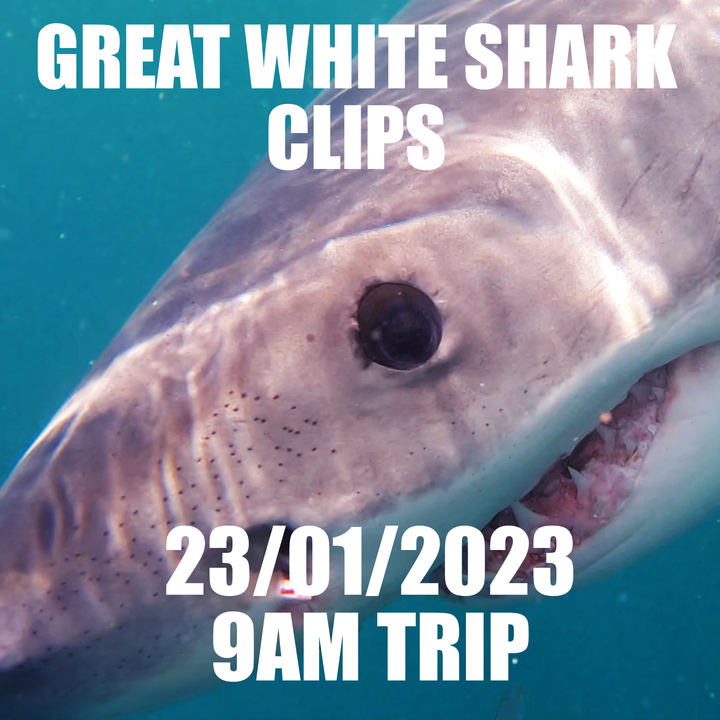 Great White Shark Clip