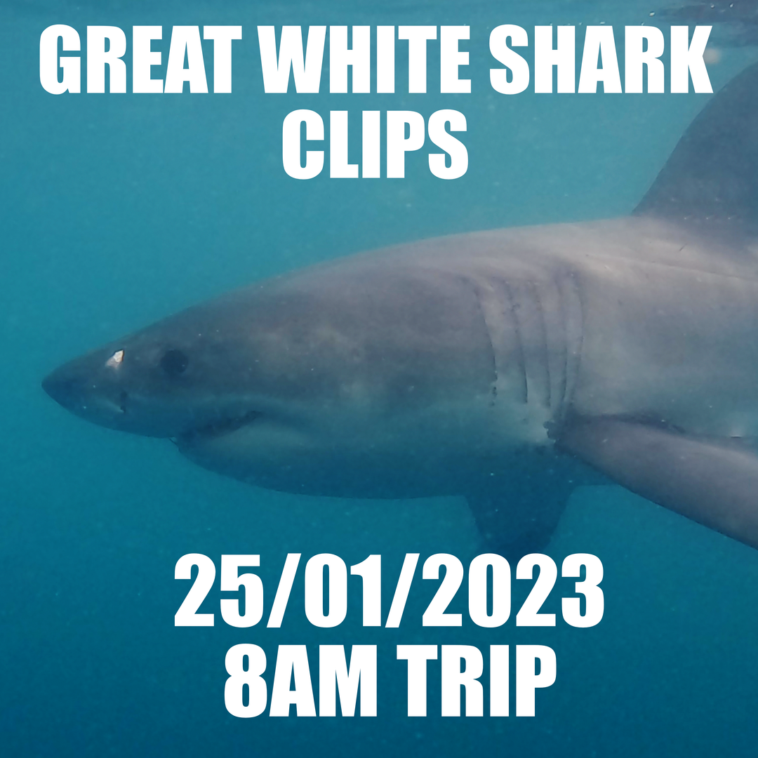 Great White Shark Clips 25/01/2023 8am Trip