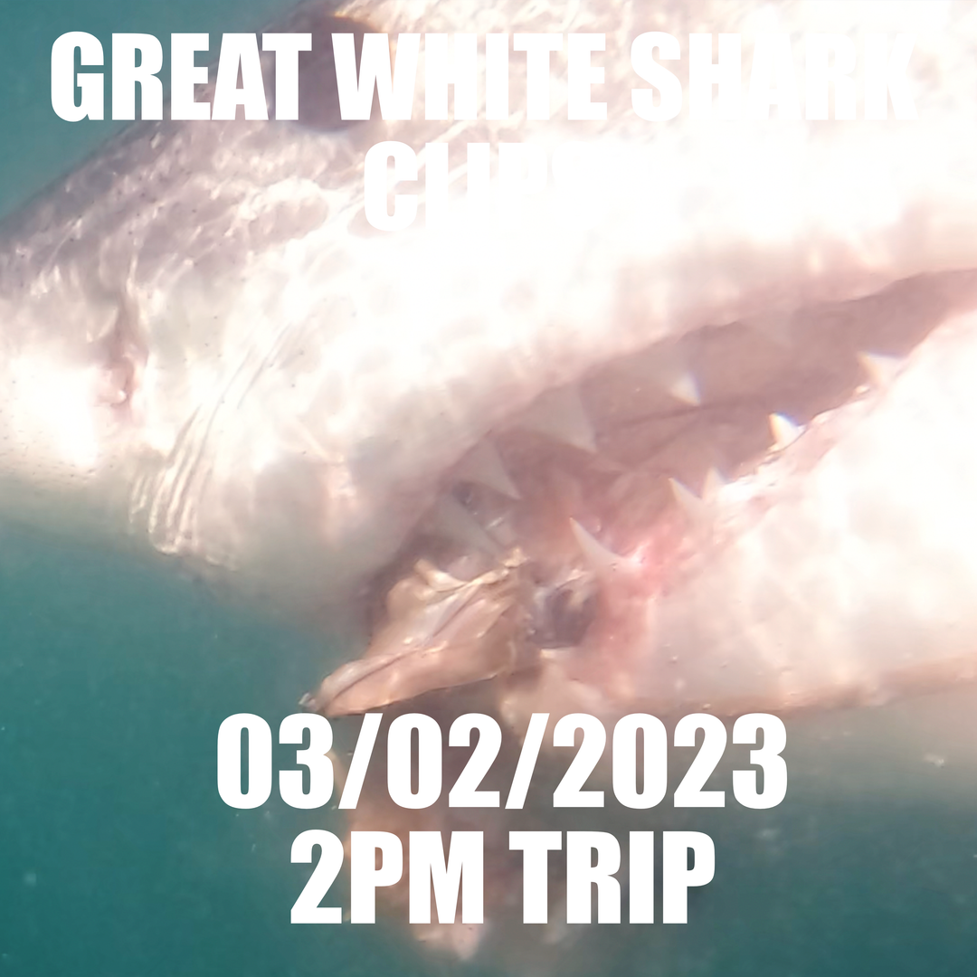 Great White Shark Clips 03/02/2023 2pm Trip