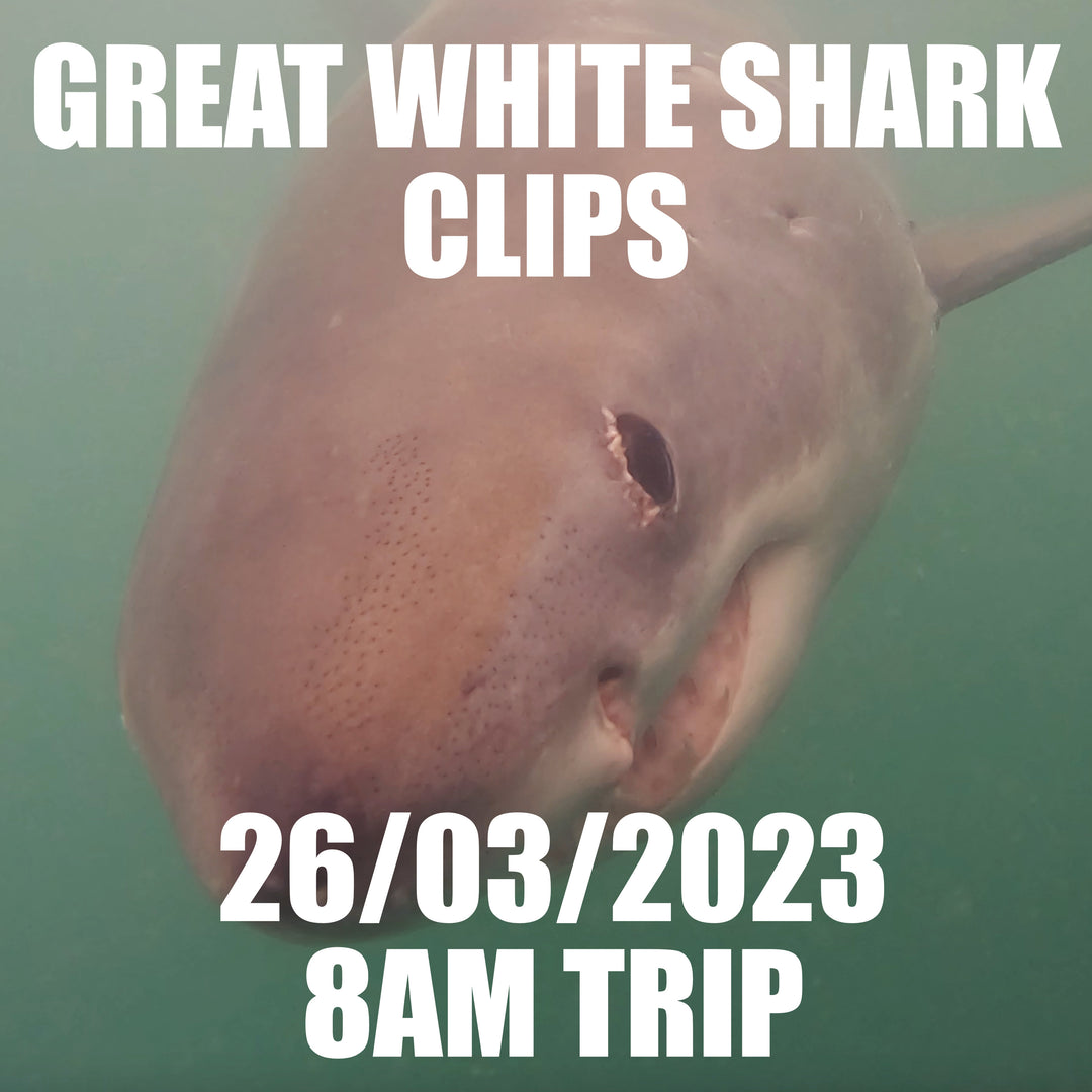 Great White Shark Clips 26/03/2023 8AM Trip