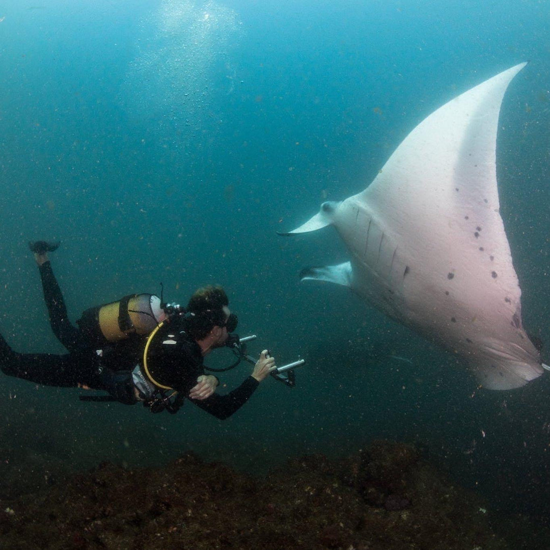 MAR Expeditions Internship Program, Marine Research, Manta Rays, Mozambique, White Shark Ocean 