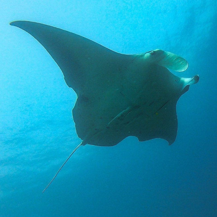 MAR Expeditions Internship Program, Marine Research, Manta Rays, Mozambique, White Shark Ocean 