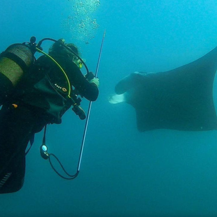 MAR Expeditions Internship Program, Marine Research, Manta Rays, Mozambique, White Shark Ocean 