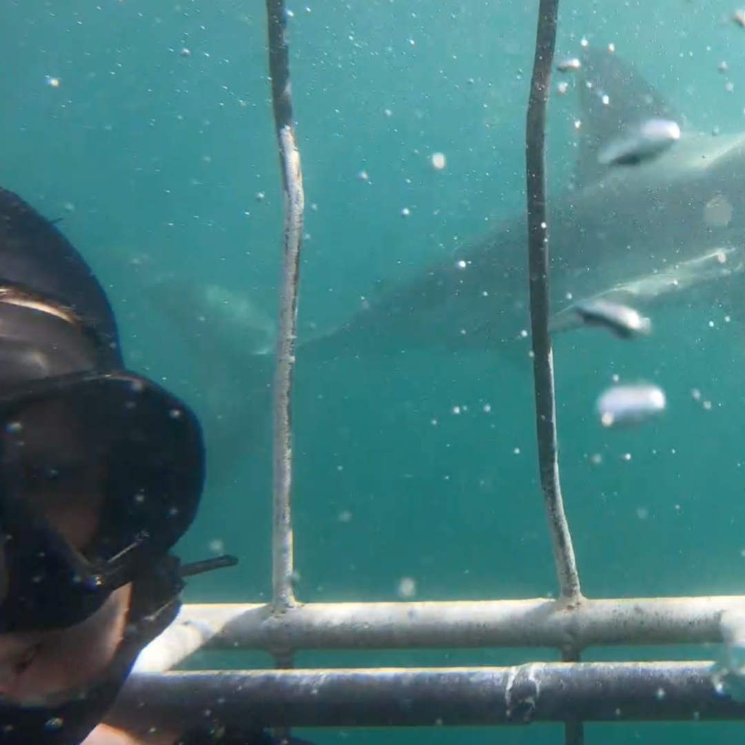 Great White Shark / Scuba Diving Program Mossel Bay / White Shark Ocean / GoDive Mossel Bay /  White Shark Africa