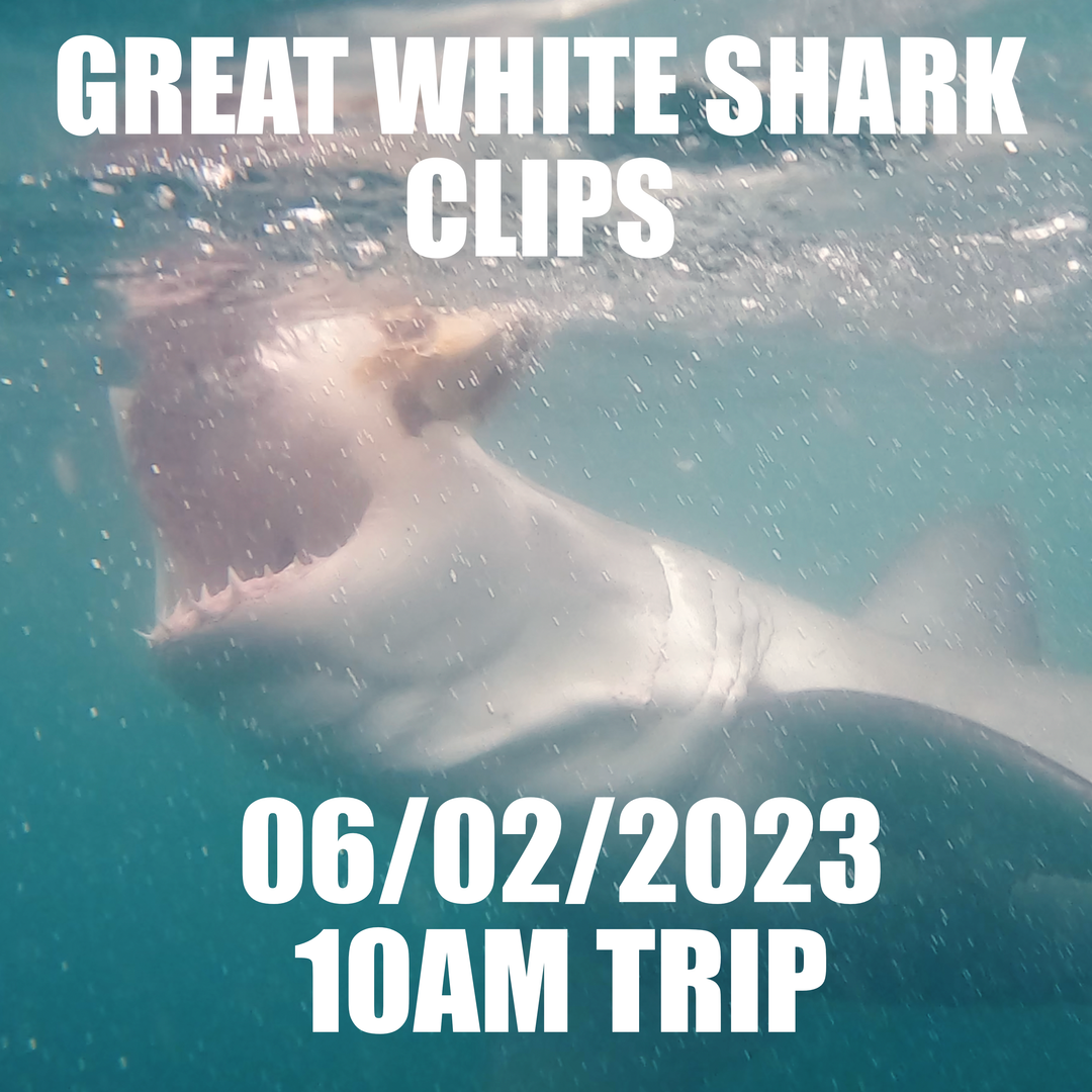 Great White Shark Clips 06/02/2023 10am Trip