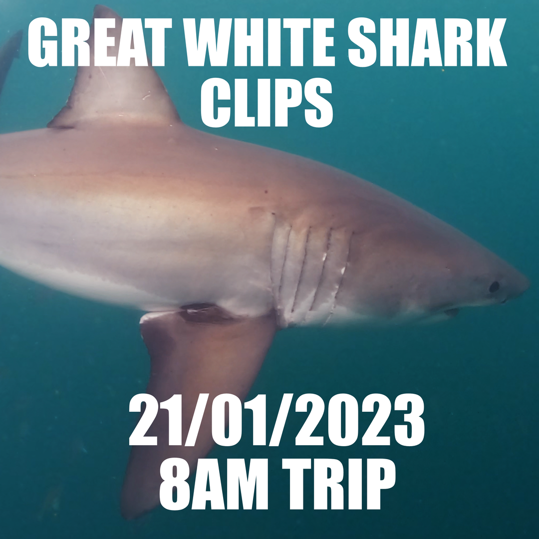 Great White Shark Clips 21/01/2023 8am Trip