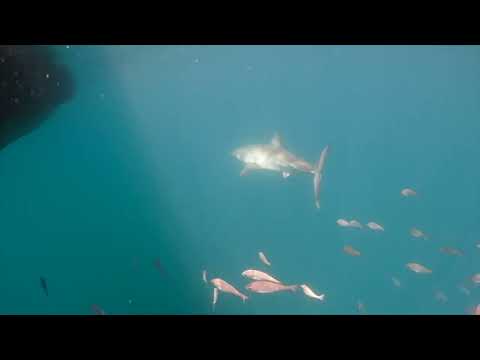 Great White Shark Clips 20/01/2023 10AM Trip